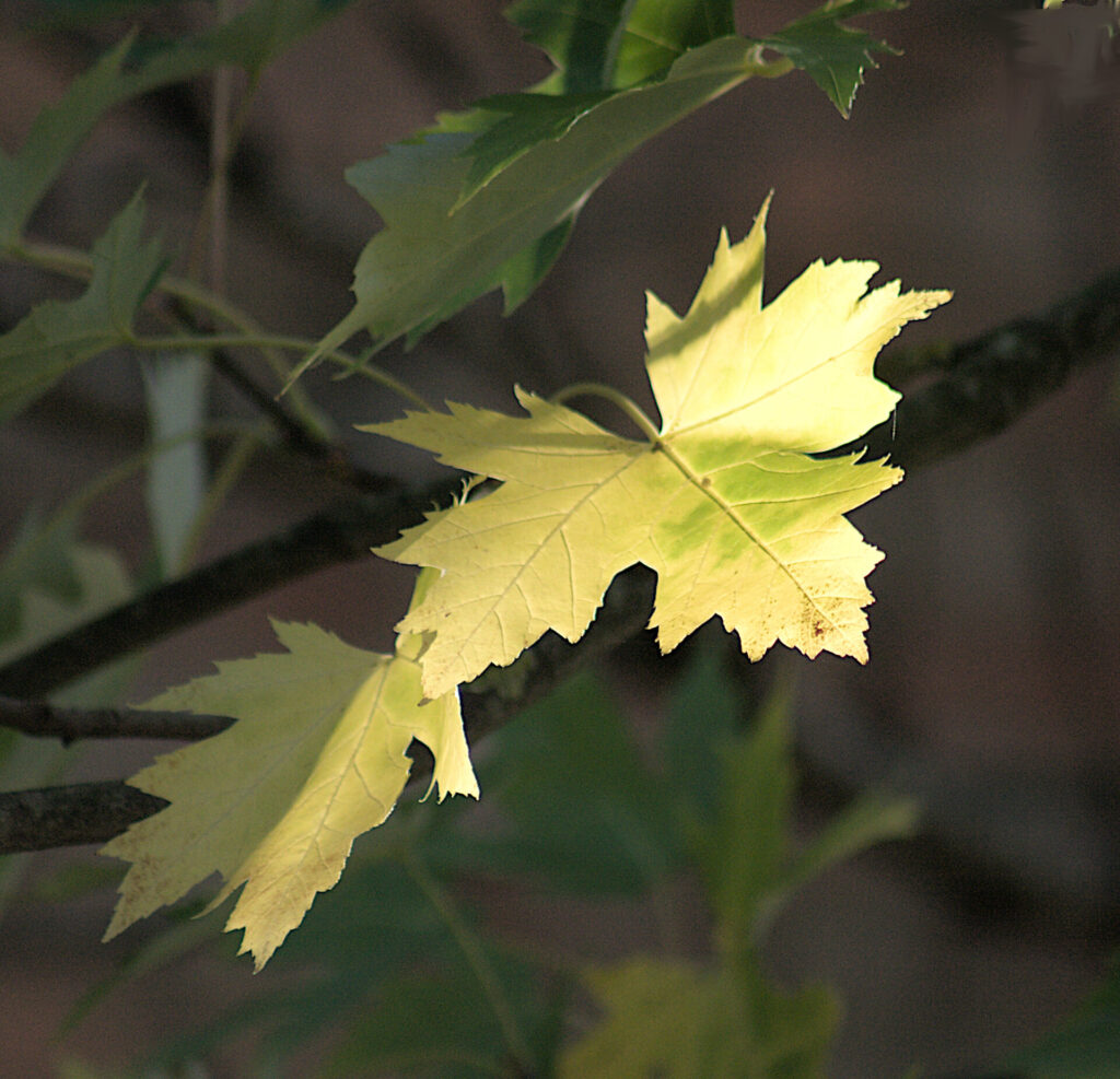 Leaf of a tree