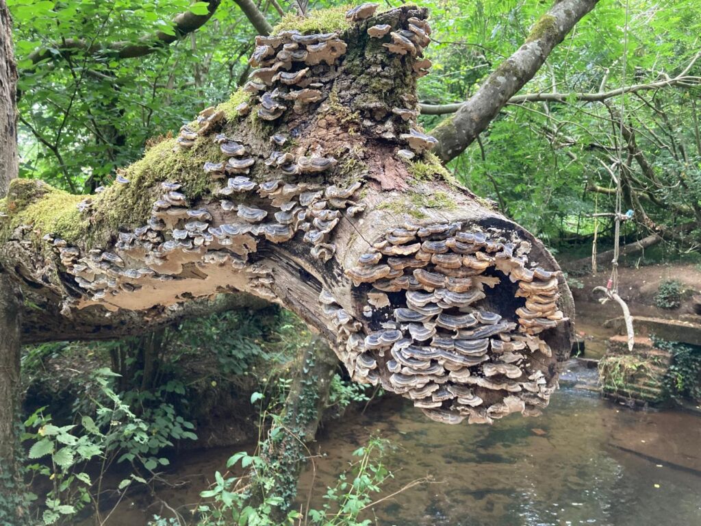 Interesting fungi on an old tree we passed on the walk)