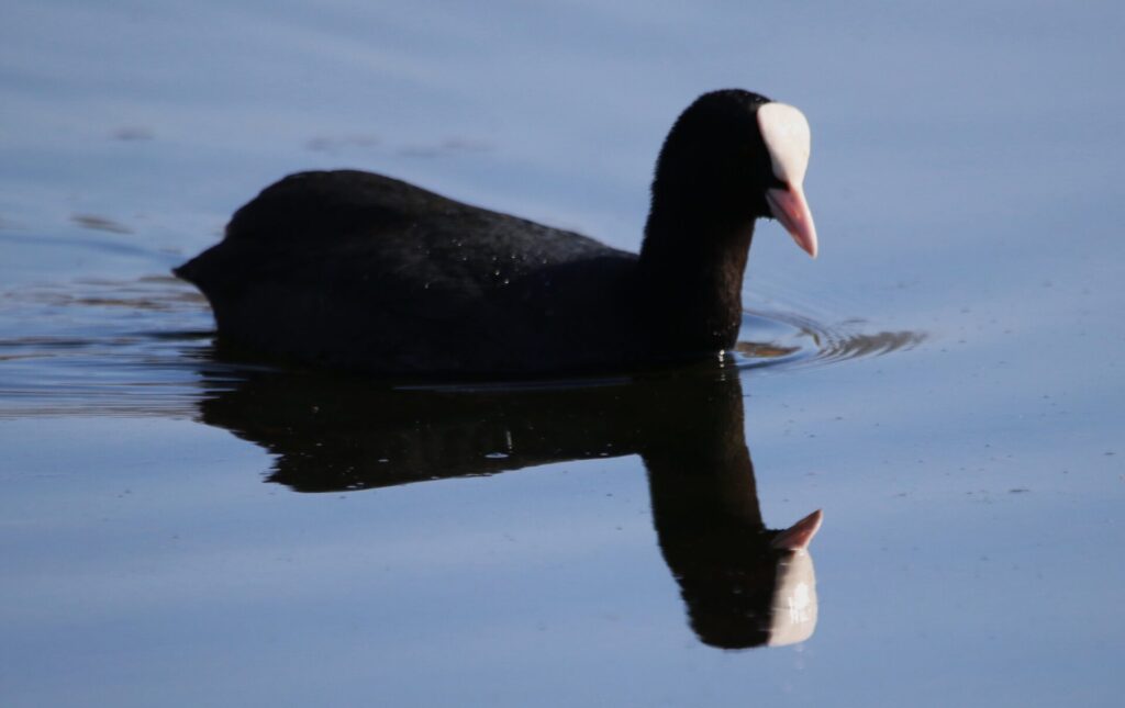 Coot