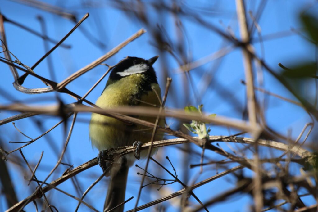 Great Tit