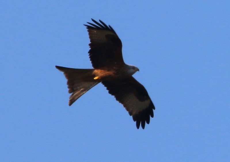 Red Kite
