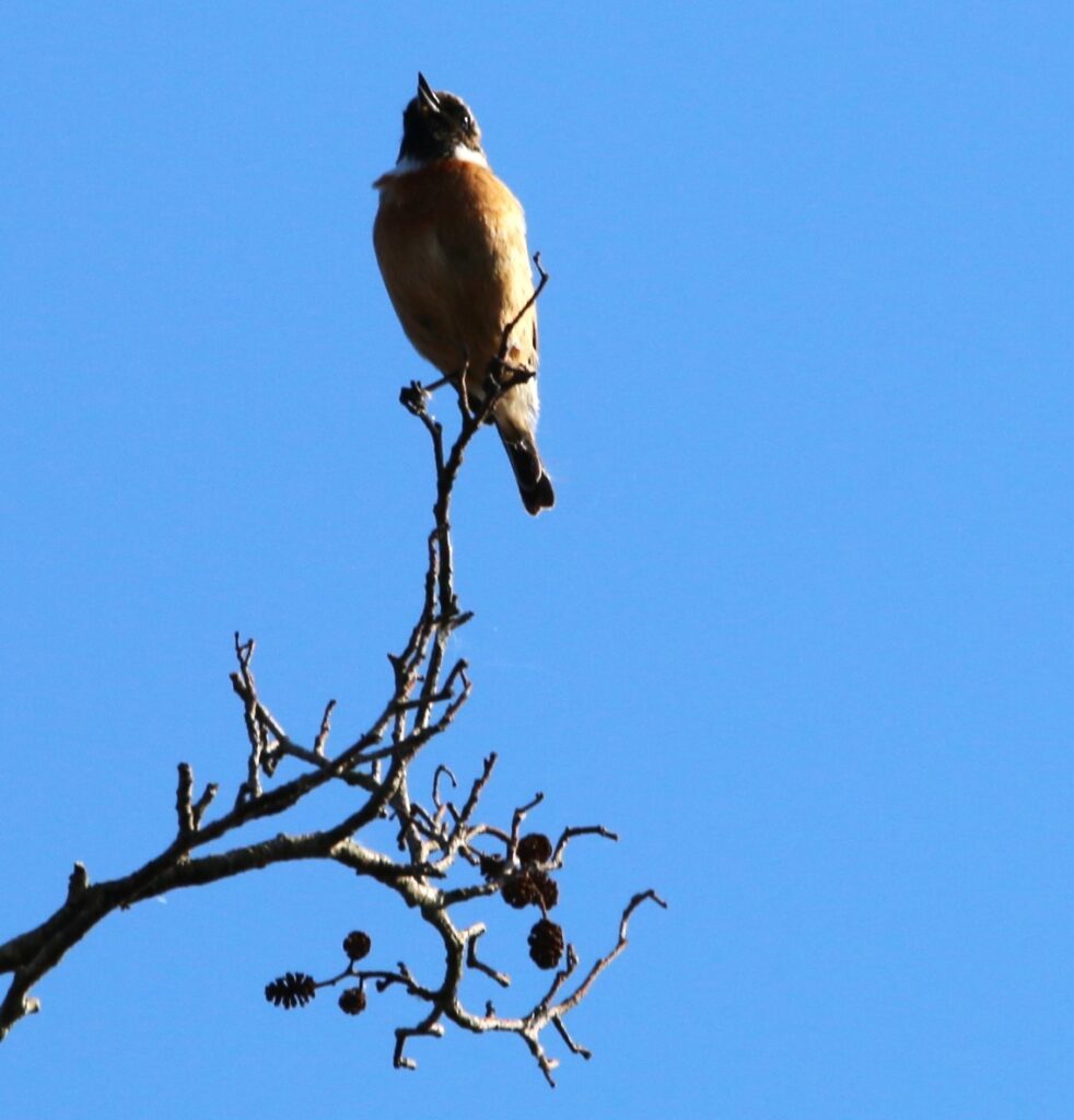 Stonechat